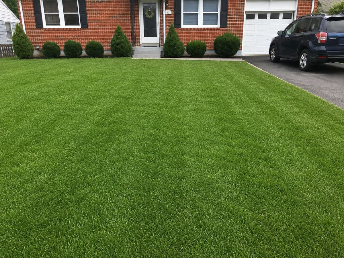 After: Weed Control & Lawn Renovation