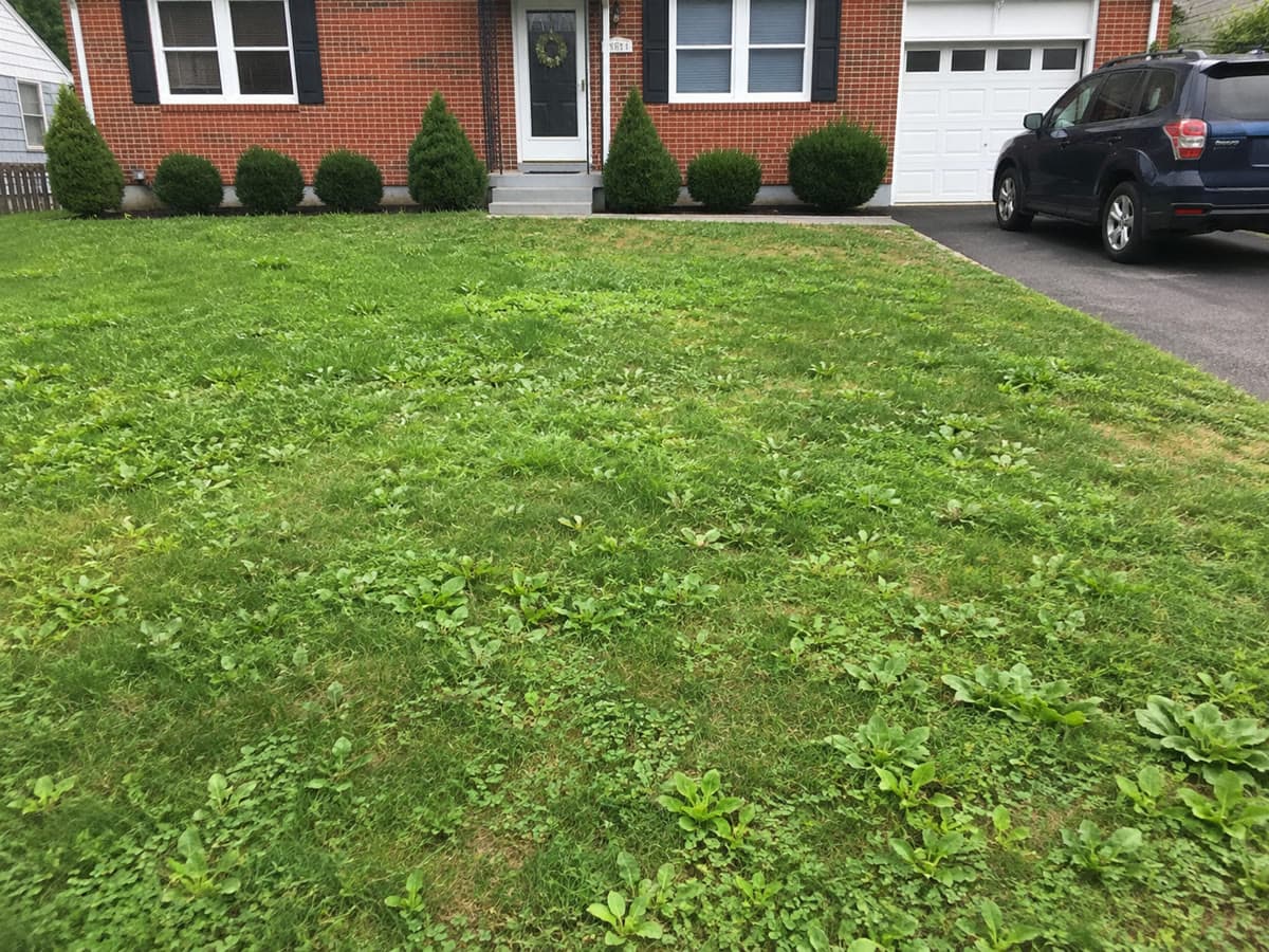 Before: Weed Control & Lawn Renovation