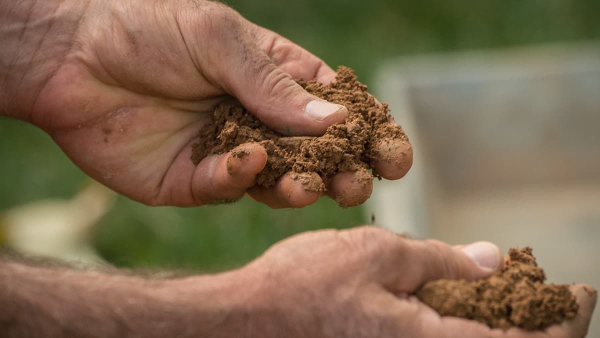 Signs Your Lawn Needs Aeration: Wake County Clay Soil Edition