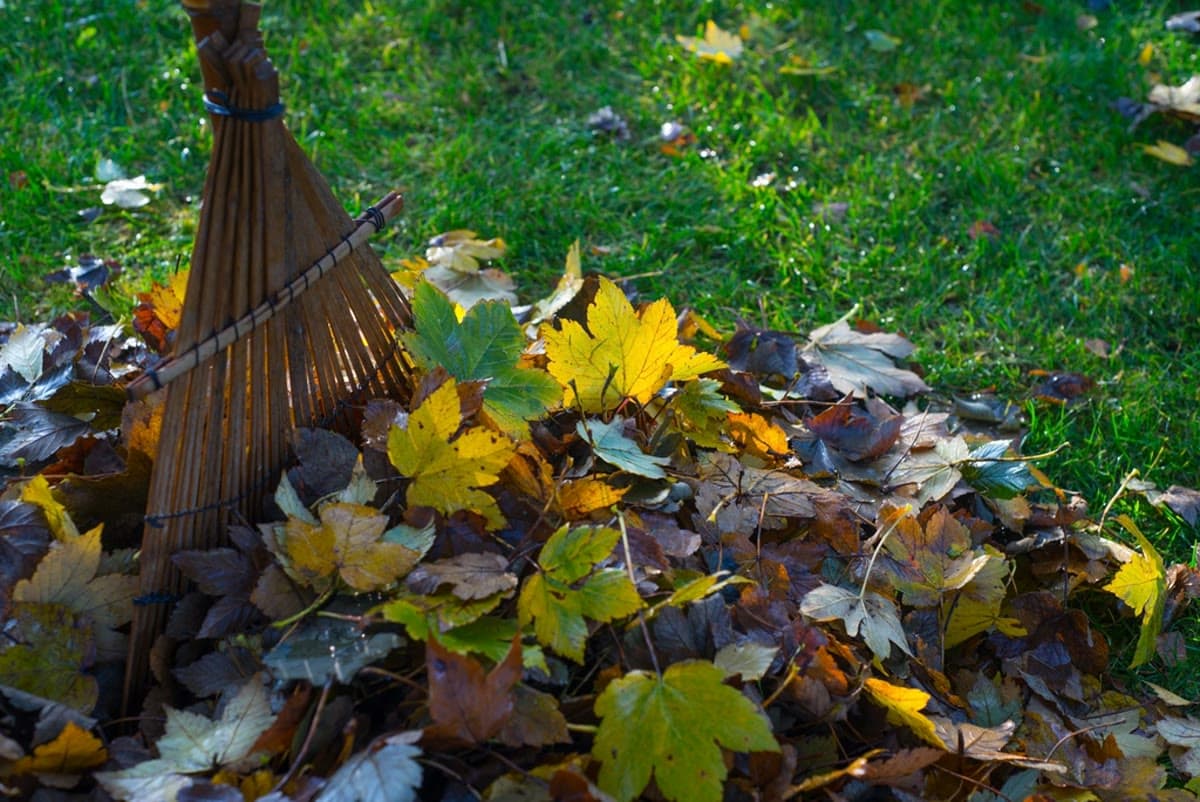 Leaf Removal