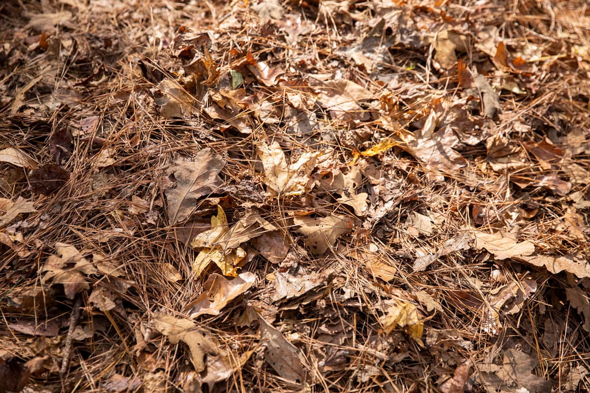 Leaf Removal Cost in Wake County, NC (2026 Guide)