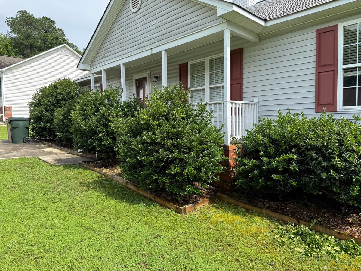Neatly trimmed shrubs
