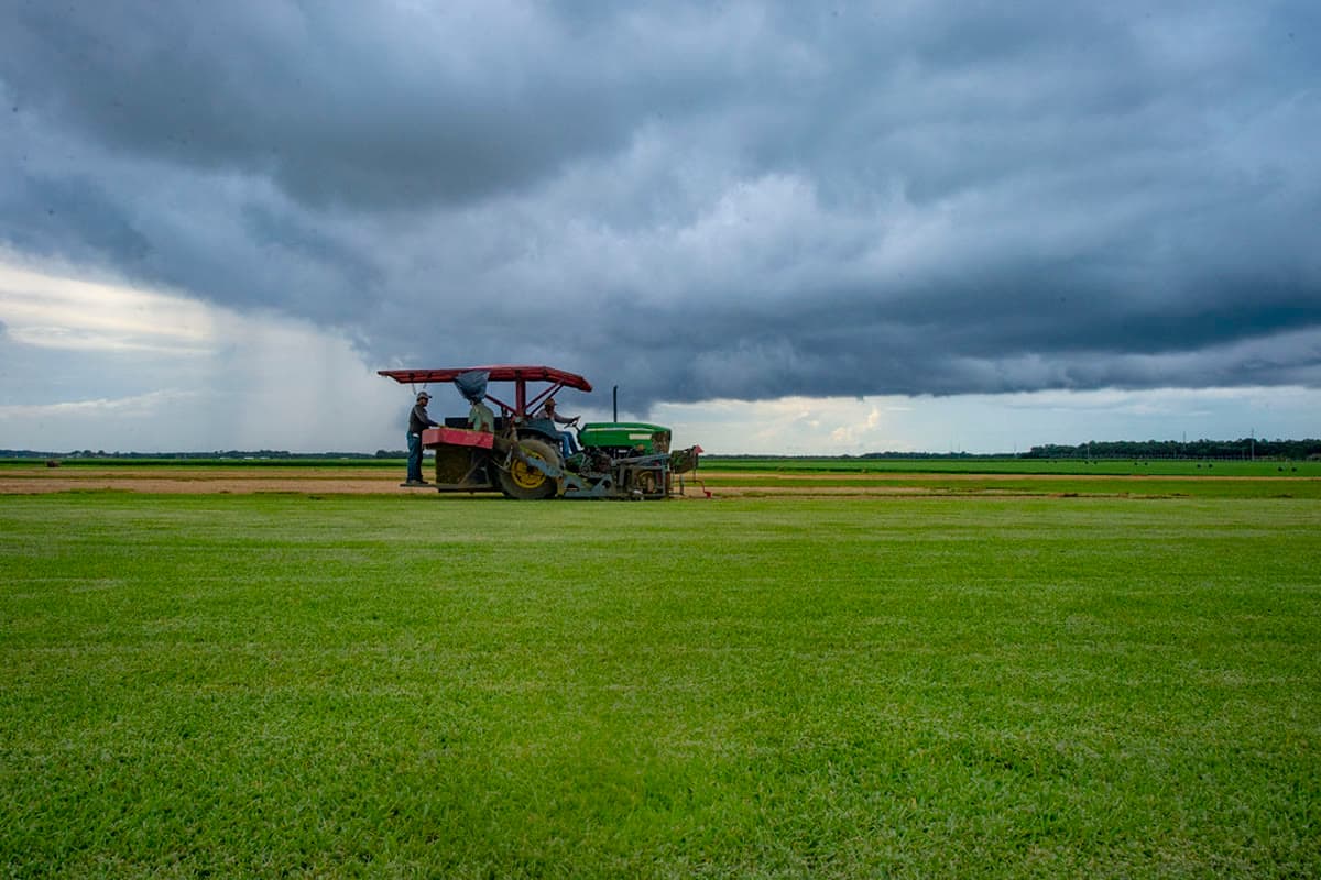 Sod vs Seed: Which Is Right for Your NC Lawn?