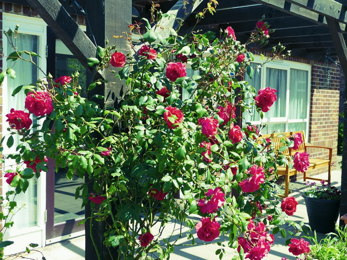 Pergola Installation